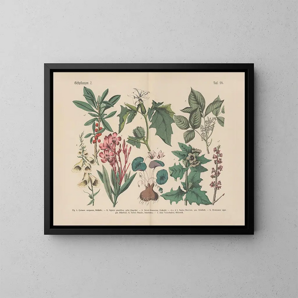 Manuale di botanica pratica in parole e immagini Pl20 - Carl Hoffmann — quadro incorniciato alla parete