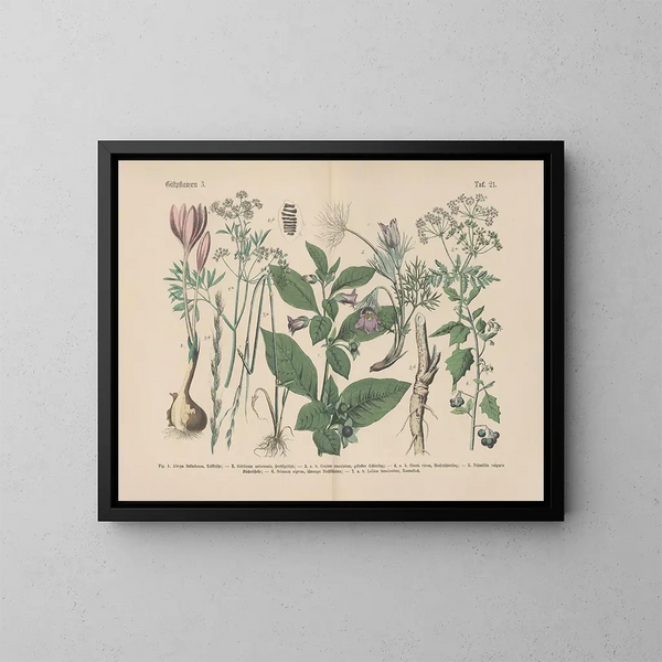 Manuale di botanica pratica in parole e immagini Pl21 - Carl Hoffmann — quadro incorniciato alla parete