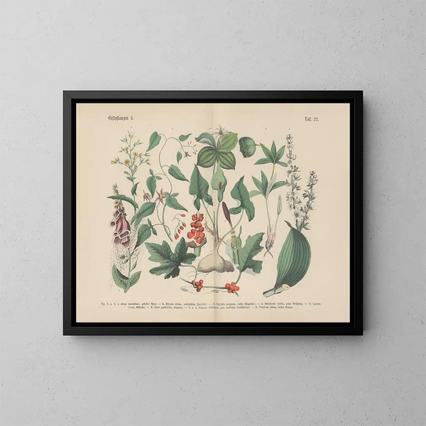 Manuale di botanica pratica in parole e immagini Pl22 - Carl Hoffmann — quadro incorniciato alla parete