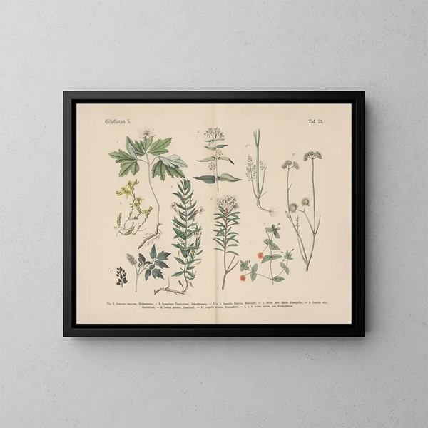 Manuale di botanica pratica in parole e immagini Pl23 - Carl Hoffmann — quadro incorniciato alla parete