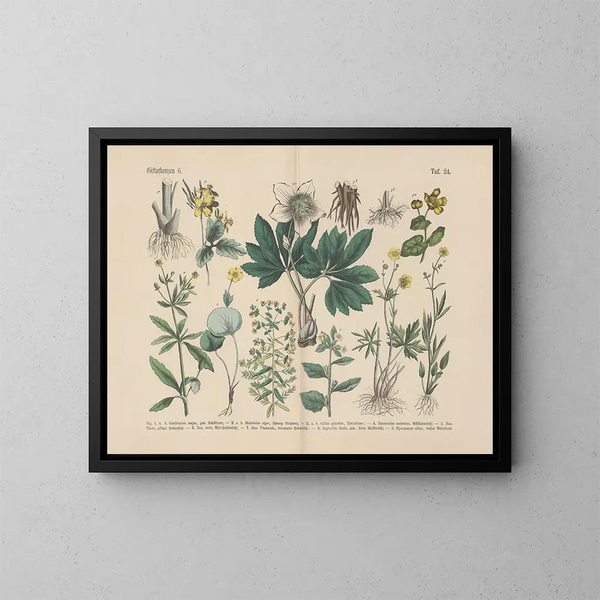 Manuale di botanica pratica in parole e immagini Pl24 - Carl Hoffmann — quadro incorniciato alla parete