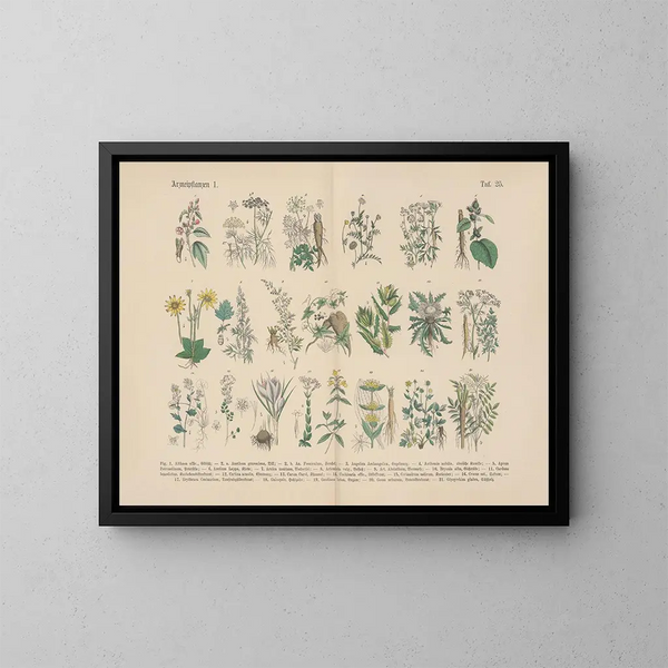 Manuale di botanica pratica in parole e immagini Pl25 - Carl Hoffmann — quadro incorniciato alla parete