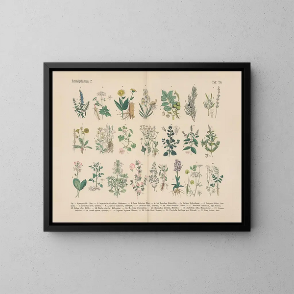 Manuale di botanica pratica in parole e immagini Pl26 - Carl Hoffmann — quadro incorniciato alla parete