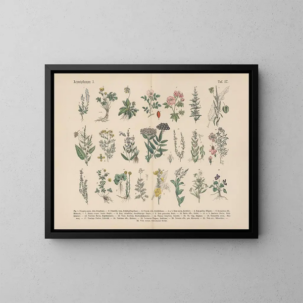 Manuale pratico di botanica in parole e immagini Pl27 - Carl Hoffmann — quadro incorniciato alla parete