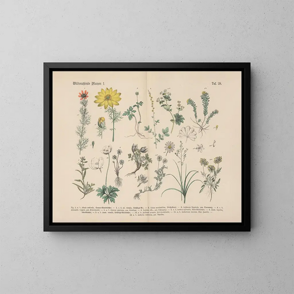 Manuale di botanica pratica in parole e immagini Pl28 - Carl Hoffmann — quadro incorniciato alla parete