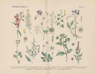 Carl Hoffmann - Lehrbuch der praktischen Pflanzenkunde in Wort und Bild Pl29.webp