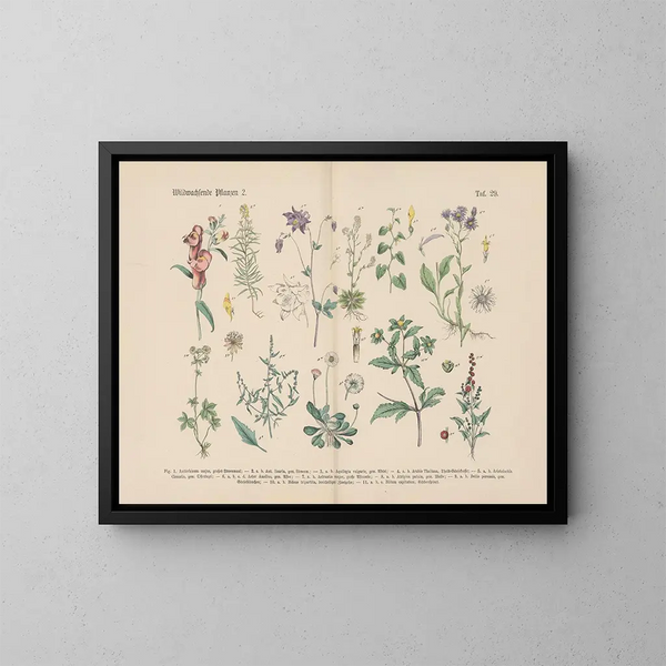 Manuale di botanica pratica in parole e immagini Pl29 - Carl Hoffmann — quadro incorniciato alla parete