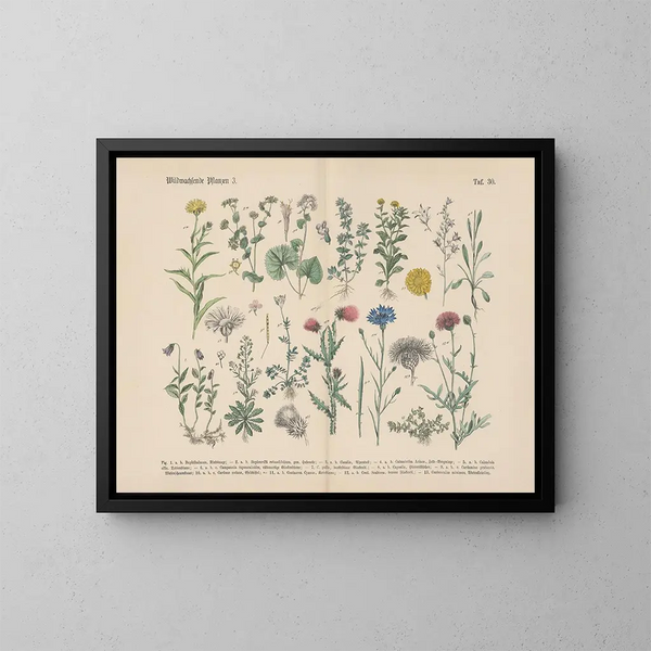 Manuale pratico di botanica in parole e immagini Pl30 - Carl Hoffmann — quadro incorniciato alla parete