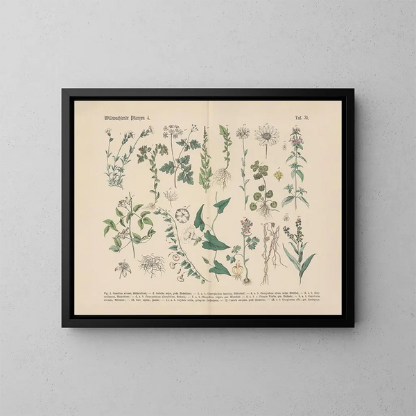 Manuale di botanica pratica in parole e immagini Pl31 - Carl Hoffmann — quadro incorniciato alla parete