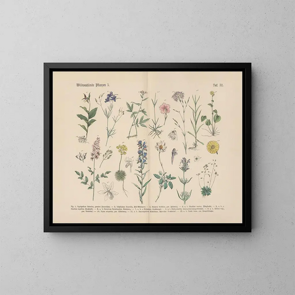 Manuale di botanica pratica in parole e immagini Pl32 - Carl Hoffmann — quadro incorniciato alla parete