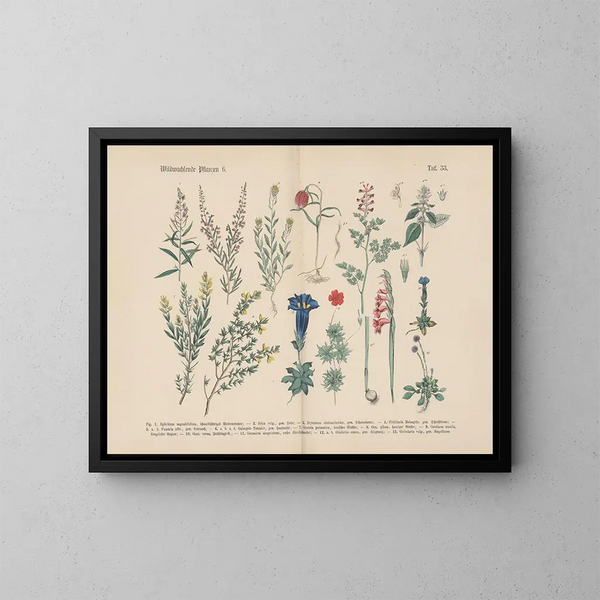 Manuale di botanica pratica in parole e immagini Pl33 - Carl Hoffmann — quadro incorniciato alla parete
