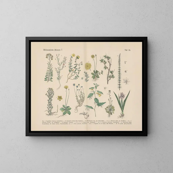 Manuale pratico di botanica in parole e immagini Pl34 - Carl Hoffmann — quadro incorniciato alla parete