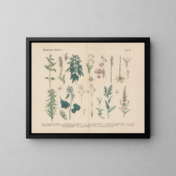 Manuale pratico di botanica in parole e immagini Pl35 - Carl Hoffmann — quadro incorniciato alla parete