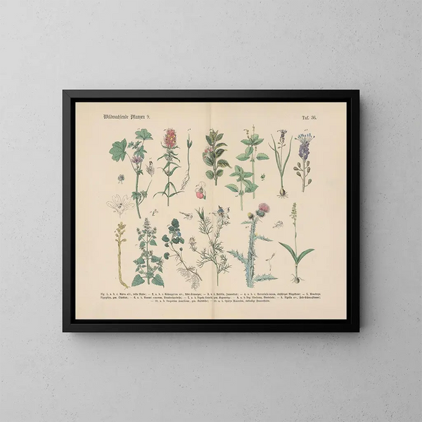 Manuale di botanica pratica in parole e immagini Pl36 - Carl Hoffmann — quadro incorniciato alla parete