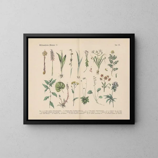 Manuale di botanica pratica in parole e immagini Pl37 - Carl Hoffmann — quadro incorniciato alla parete