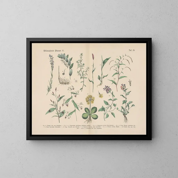 Manuale di botanica pratica in parole e immagini Pl38 - Carl Hoffmann — quadro incorniciato alla parete