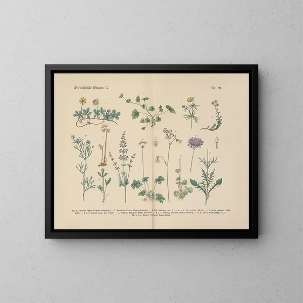 Manuale di botanica pratica in parole e immagini Pl39 - Carl Hoffmann — quadro incorniciato alla parete