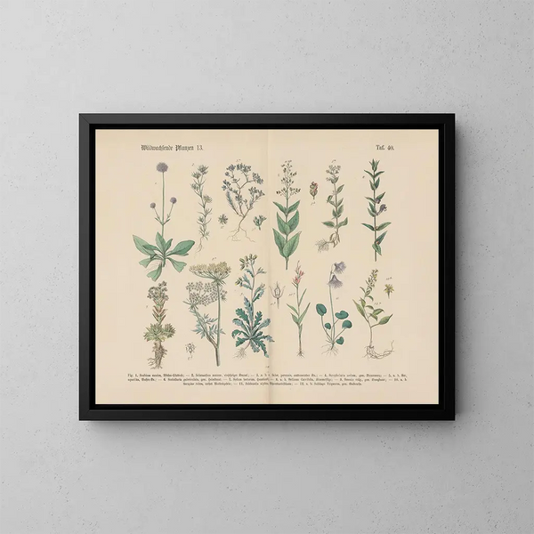 Manuale pratico di botanica in parole e immagini Pl40 - Carl Hoffmann — quadro incorniciato alla parete