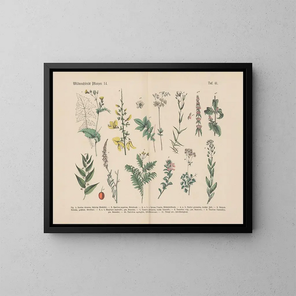 Manuale di botanica pratica in parole e immagini Pl41 - Carl Hoffmann — quadro incorniciato alla parete