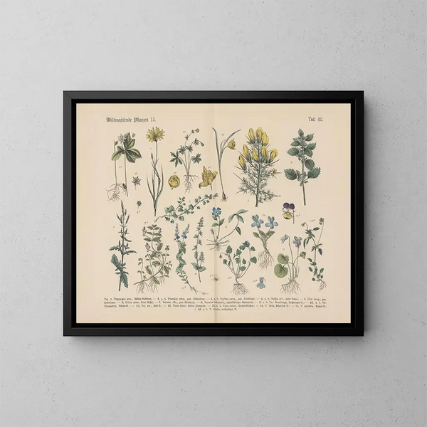Manuale di botanica pratica in parole e immagini Pl42 - Carl Hoffmann — quadro incorniciato alla parete