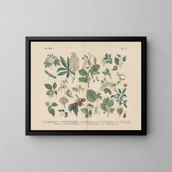Manuale di botanica pratica in parole e immagini Pl44 - Carl Hoffmann — quadro incorniciato alla parete