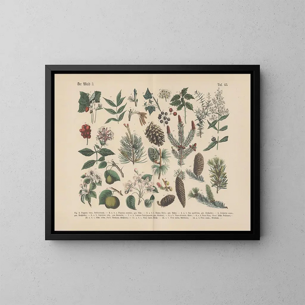 Manuale di botanica pratica in parole e immagini Pl45 - Carl Hoffmann — quadro incorniciato alla parete