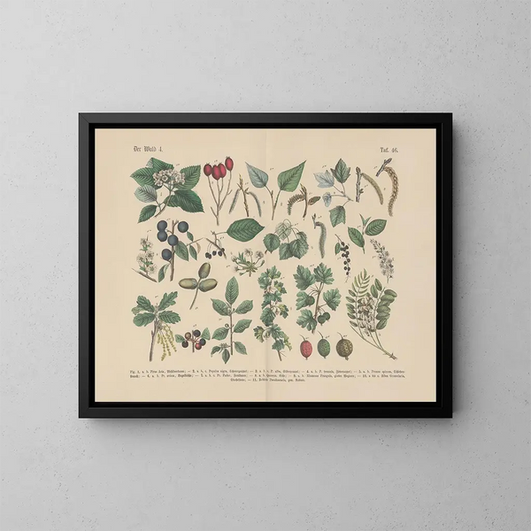 Manuale pratico di botanica in parole e immagini Pl46 - Carl Hoffmann — quadro incorniciato alla parete