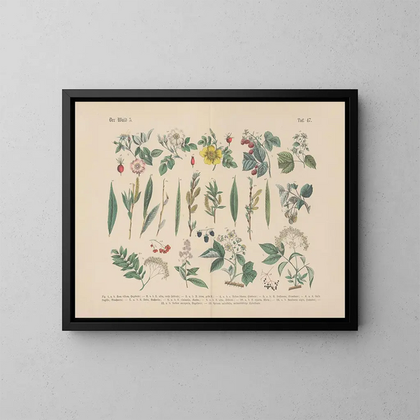 Manuale pratico di botanica in parole e immagini Pl47 - Carl Hoffmann — quadro incorniciato alla parete