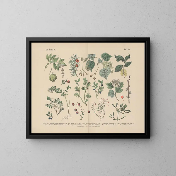 Manuale di botanica pratica in parole e immagini Pl48 - Carl Hoffmann — quadro incorniciato alla parete