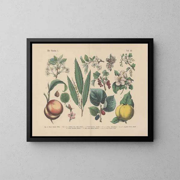 Manuale pratico di botanica in parole e immagini Pl49 - Carl Hoffmann — quadro incorniciato alla parete