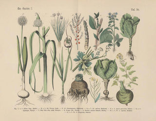Carl Hoffmann - Lehrbuch der praktischen Pflanzenkunde in Wort und Bild Pl50.webp