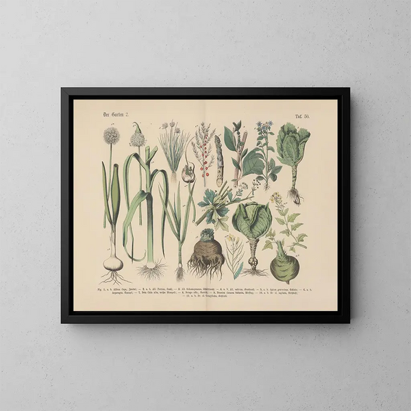 Manuale di botanica pratica in parole e immagini Pl50 - Carl Hoffmann — quadro incorniciato alla parete