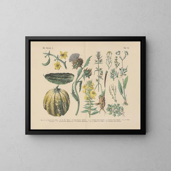Manuale di botanica pratica in parole e immagini Pl51 - Carl Hoffmann — quadro incorniciato alla parete