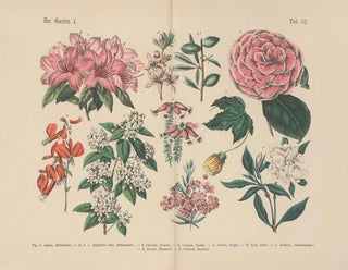Carl Hoffmann - Lehrbuch der praktischen Pflanzenkunde in Wort und Bild Pl52.webp
