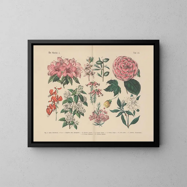Manuale di botanica pratica in parole e immagini Pl52 - Carl Hoffmann — quadro incorniciato alla parete