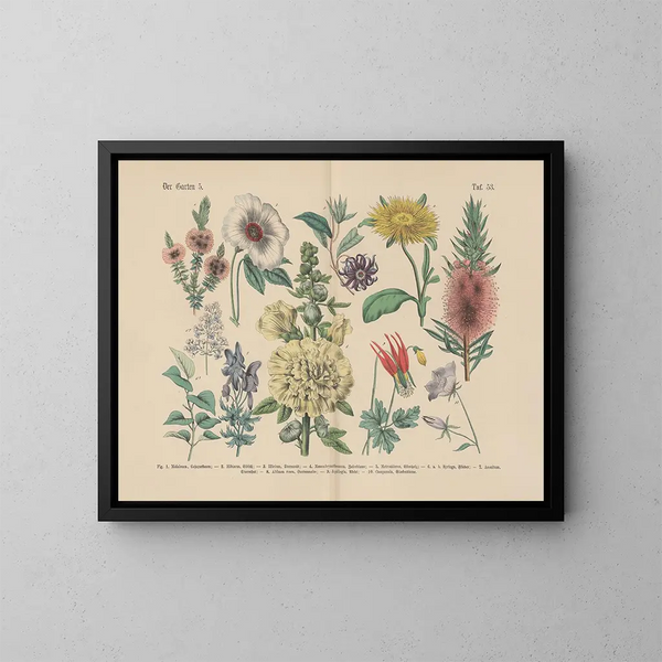 Manuale pratico di botanica in parole e immagini Pl53 - Carl Hoffmann — quadro incorniciato alla parete