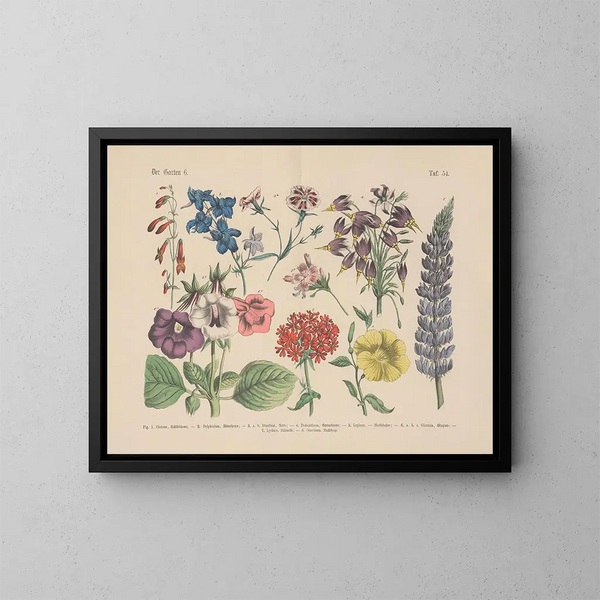 Manuale di botanica pratica in parole e immagini Pl54 - Carl Hoffmann — quadro incorniciato alla parete
