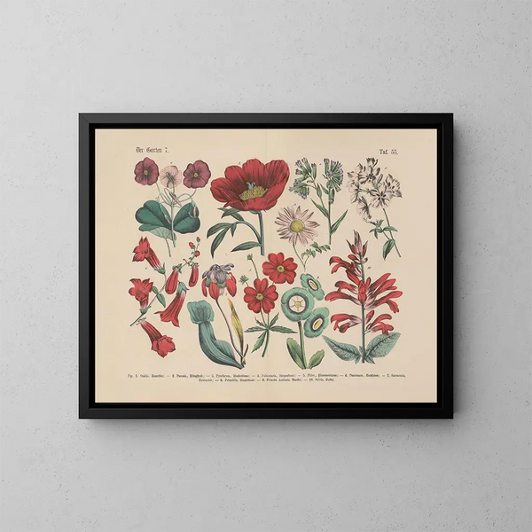 Manuale pratico di botanica in parole e immagini Pl55 - Carl Hoffmann — quadro incorniciato alla parete