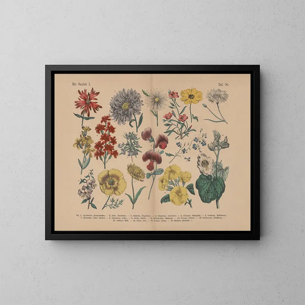 Manuale di botanica pratica in parole e immagini Pl56 - Carl Hoffmann — quadro incorniciato alla parete
