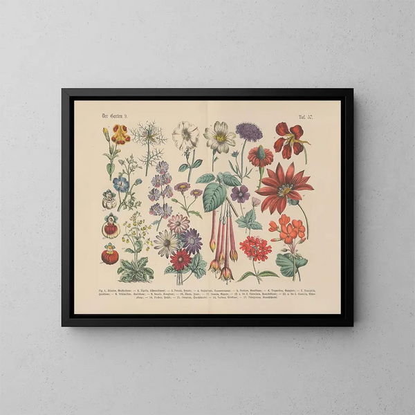 Manuale di botanica pratica in parole e immagini Pl57 - Carl Hoffmann — quadro incorniciato alla parete