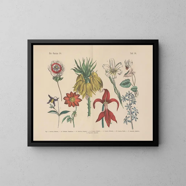 Manuale di botanica pratica in parole e immagini Pl58 - Carl Hoffmann — quadro incorniciato alla parete