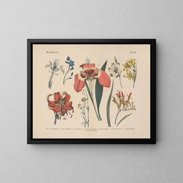 Manuale pratico di botanica in parole e immagini Pl59 - Carl Hoffmann — quadro incorniciato alla parete
