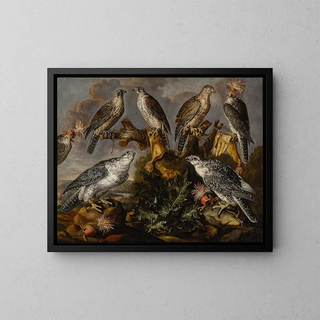 Carstian Luyckx - A group of seven Lanner and Peregrine or Gyrfalcons.webp