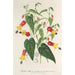 Riproduzione del dipinto Abutilon vexillarium - Charles Antoine Lemaire