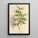 Acer palmatum crispum - Charles Antoine Lemaire — quadro incorniciato alla parete