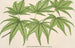 Acer palmatum reticulatum - Charles Antoine Lemaire — vista dell’opera