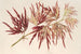 Acer polymorphum palmatum - Charles Antoine Lemaire — vista dell’opera