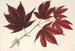 Acer polymorphum palmatum sanguineum - Charles Antoine Lemaire — vista dell’opera