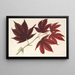 Acer polymorphum palmatum sanguineum - Charles Antoine Lemaire — quadro incorniciato alla parete