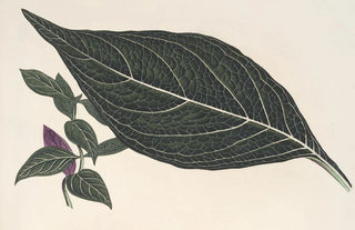 Charles Antoine Lemaire - Adelaster albivenis.webp